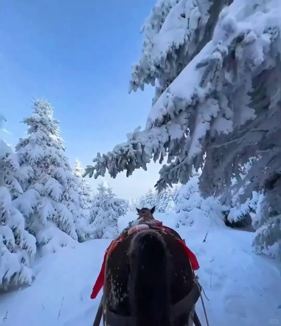 不是芬兰去不起，是长白山的雪橇一样震撼！！！