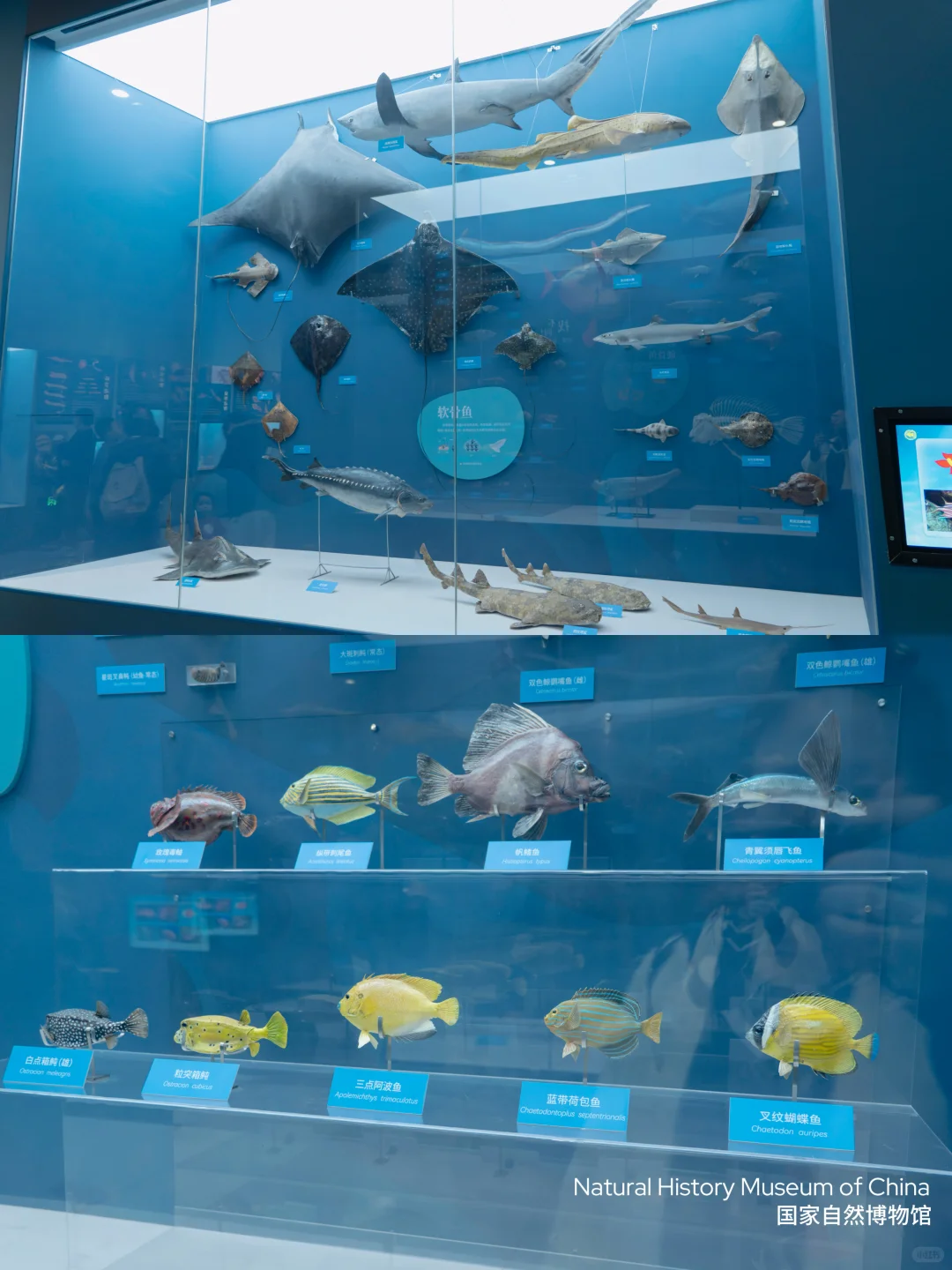 Live不愧是北京！这绝美水族馆竟然是免费的