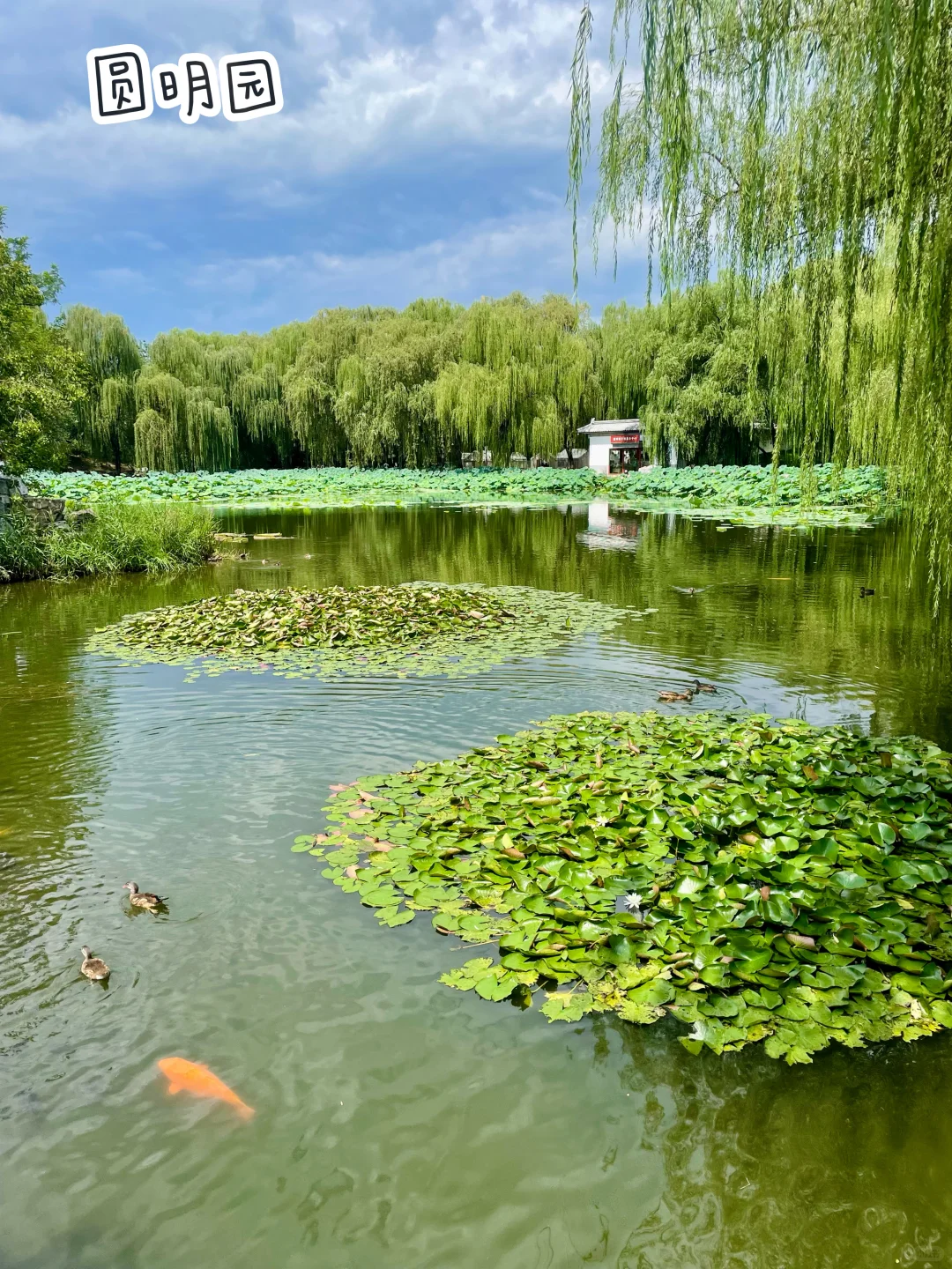 国庆带娃去北京✈️约不上故宫国博的快码住❗️
