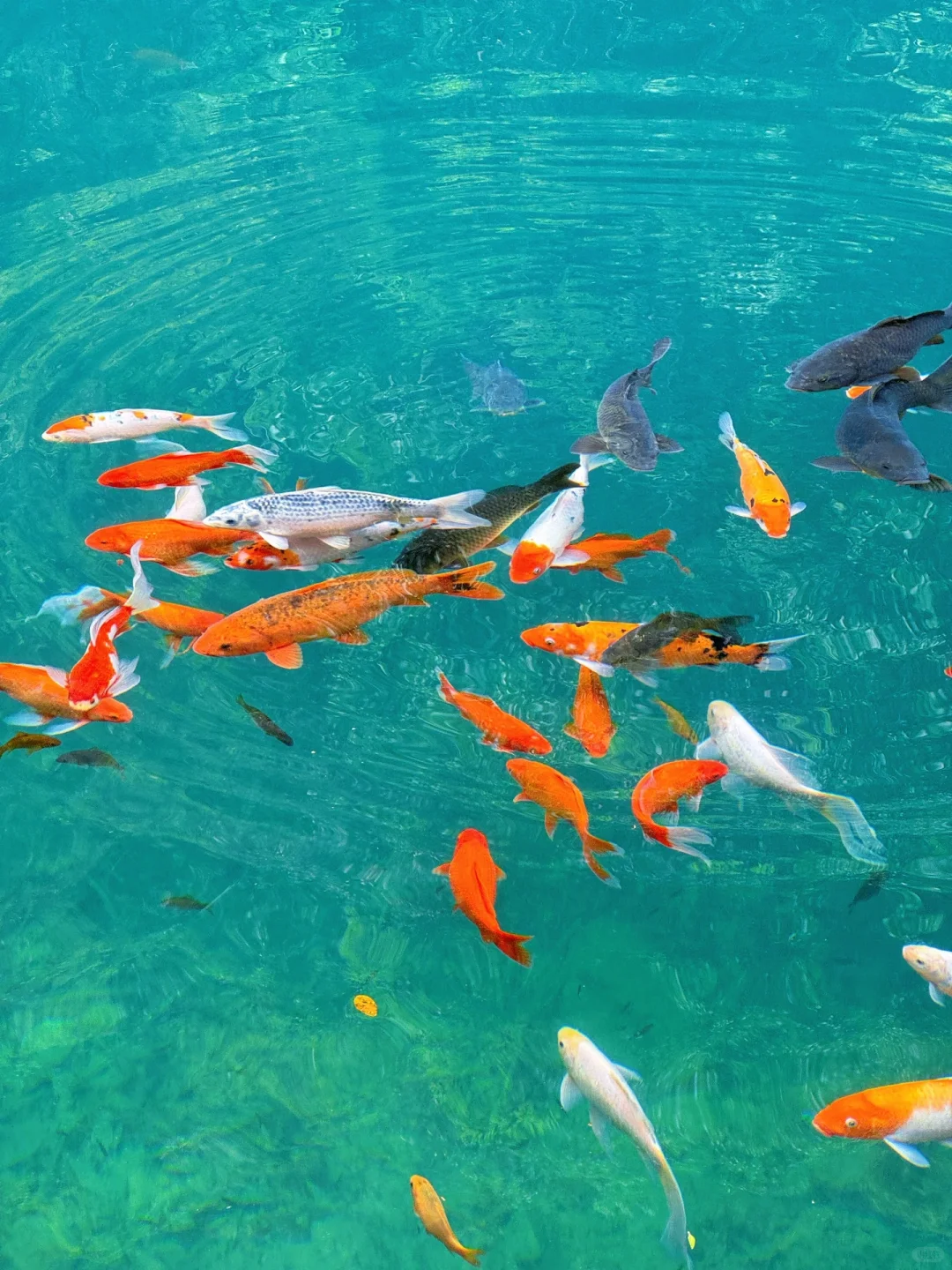 实拍Live ‼️小红书跟风最成功的一次