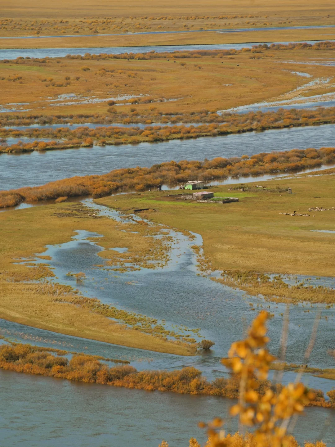 在呼伦贝尔见到了人生中最盛大的秋天🍂