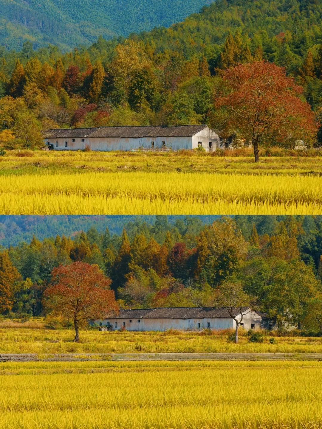 已经开始期待皖南的秋天了🍁🍁🍁