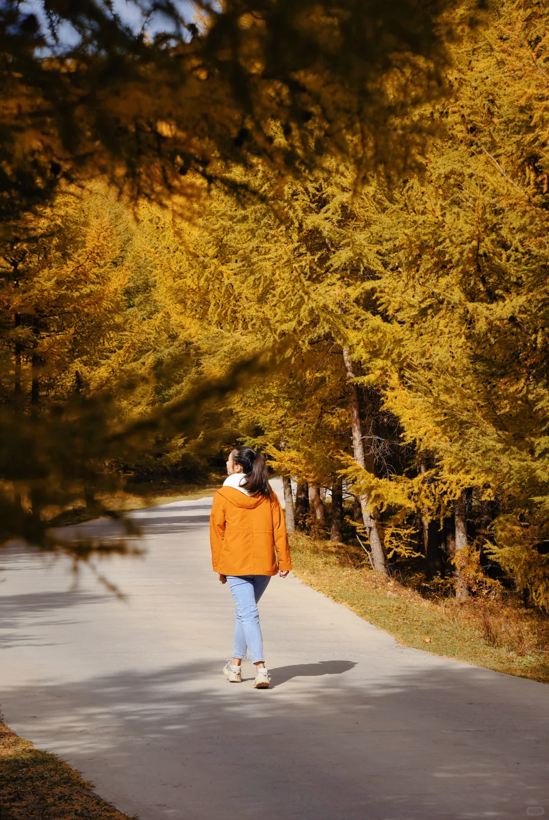 北京自驾|在承德找到了大兴安岭平替🍂