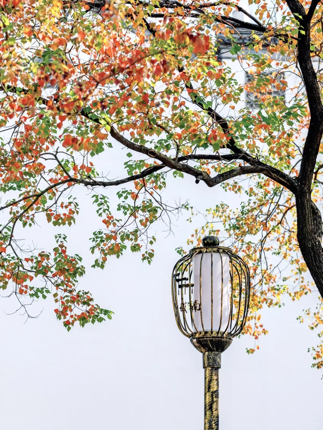 秋天在南京最适合citywalk的⑤条路线‼️