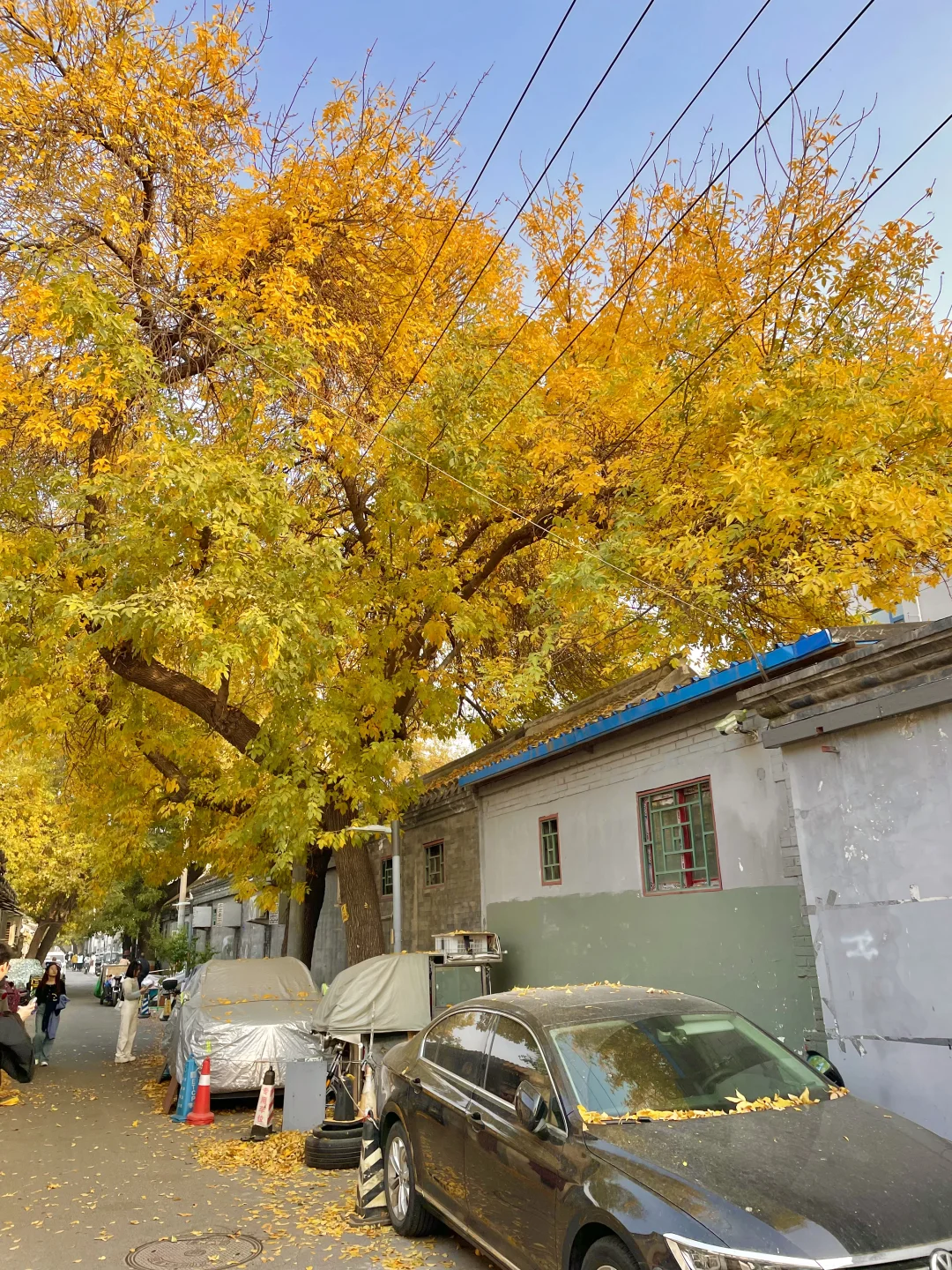 再过两周🍂北京才开始进入真正的秋天