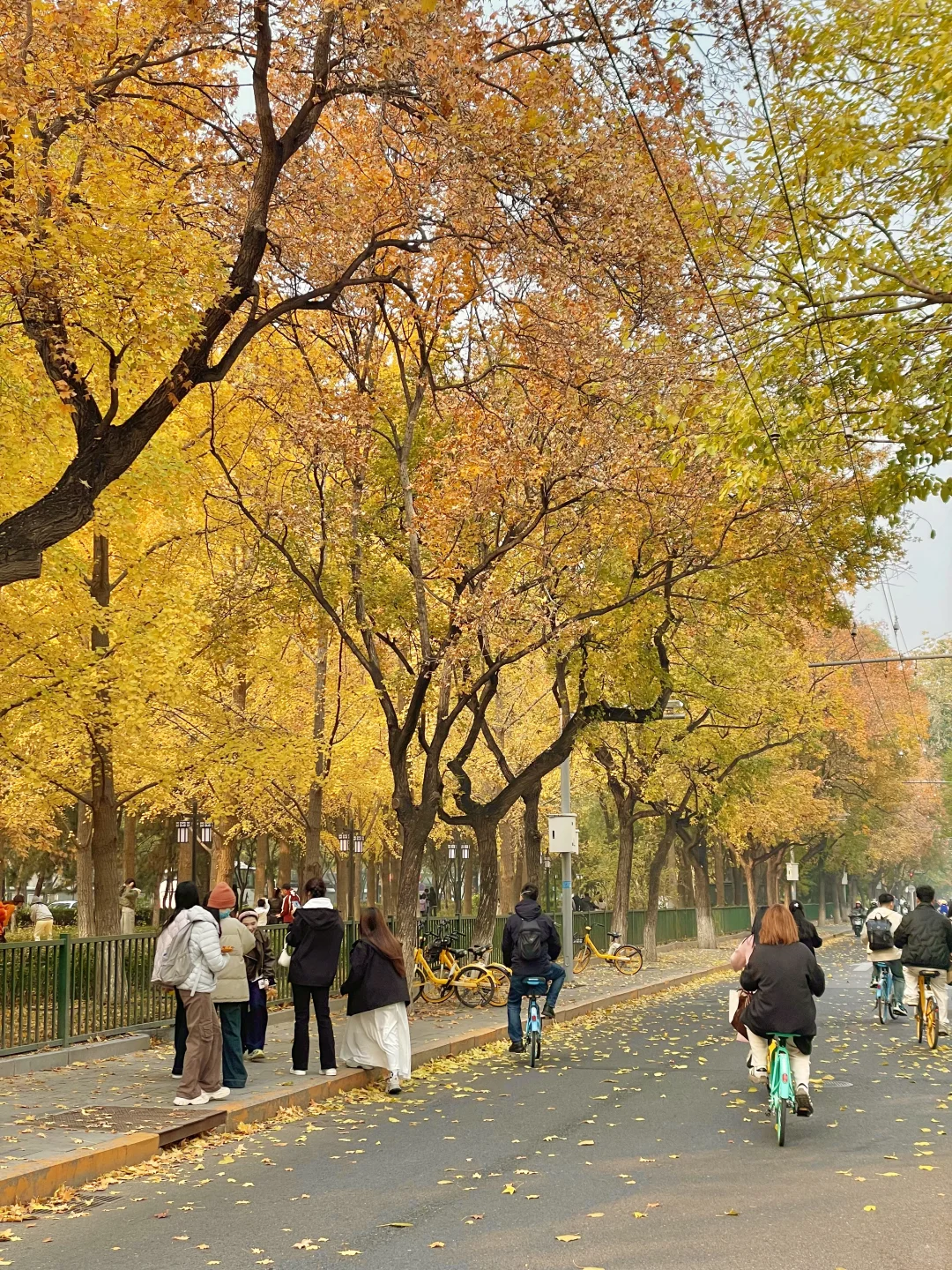 再过两周🍂北京才开始进入真正的秋天