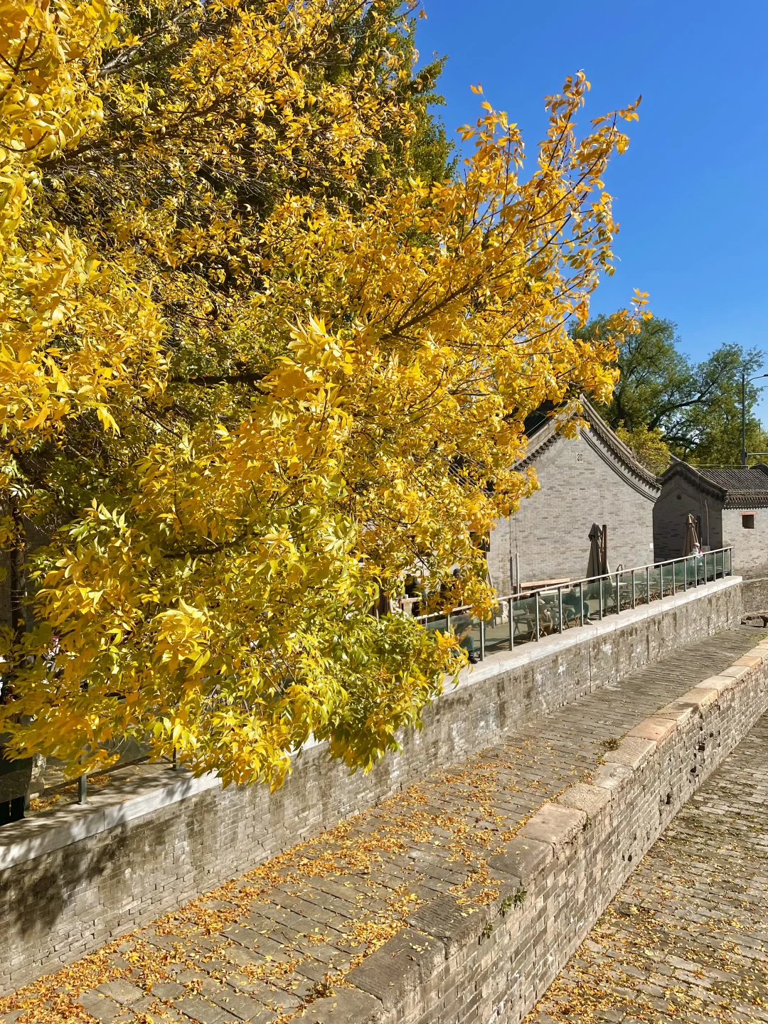 再过两周🍂北京才开始进入真正的秋天