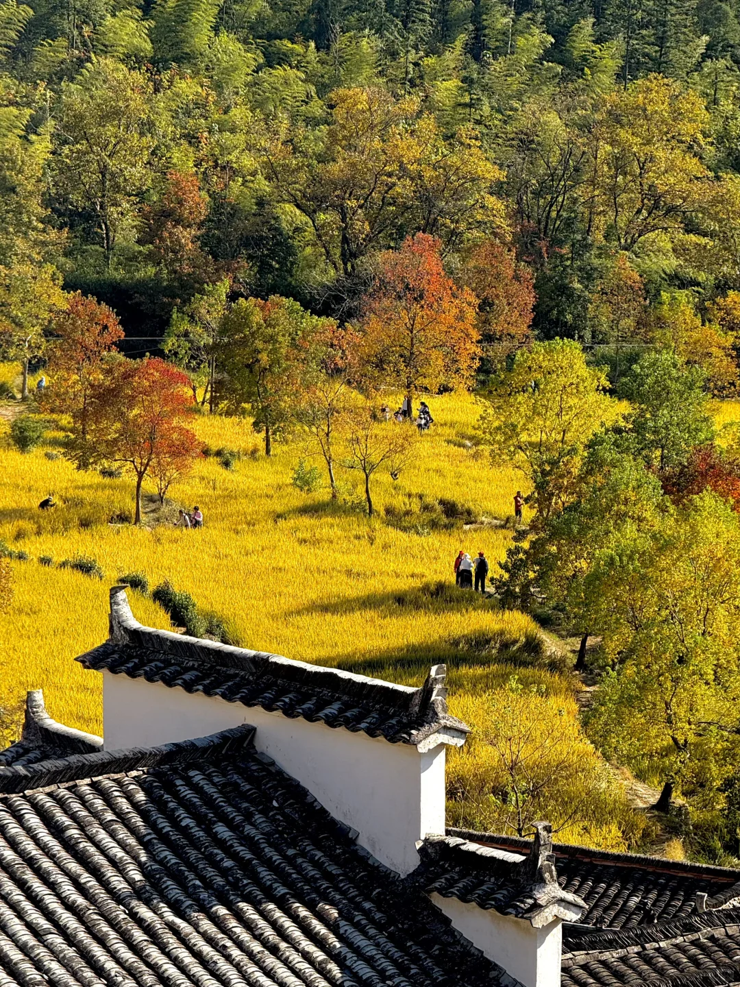 被《国家地理》评为中国最美的秋天🍂有多绝👍
