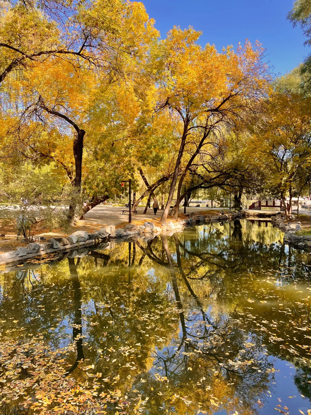 再过两周🍂北京才开始进入真正的秋天