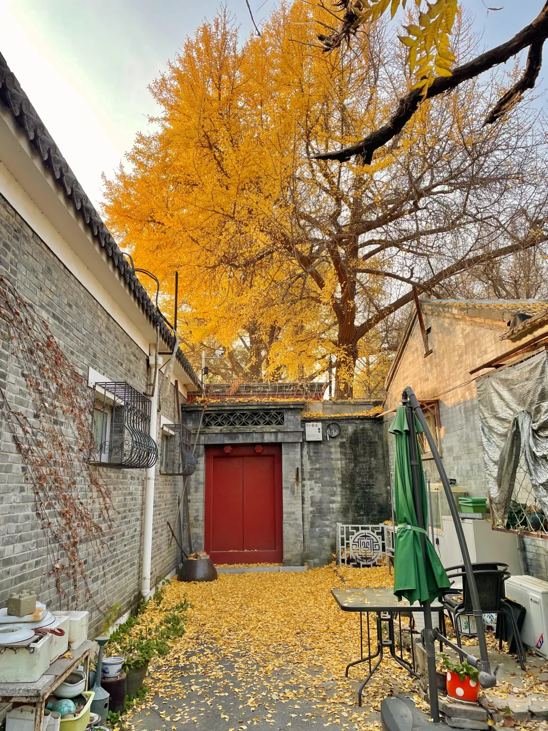 再过两周🍂北京才开始进入真正的秋天