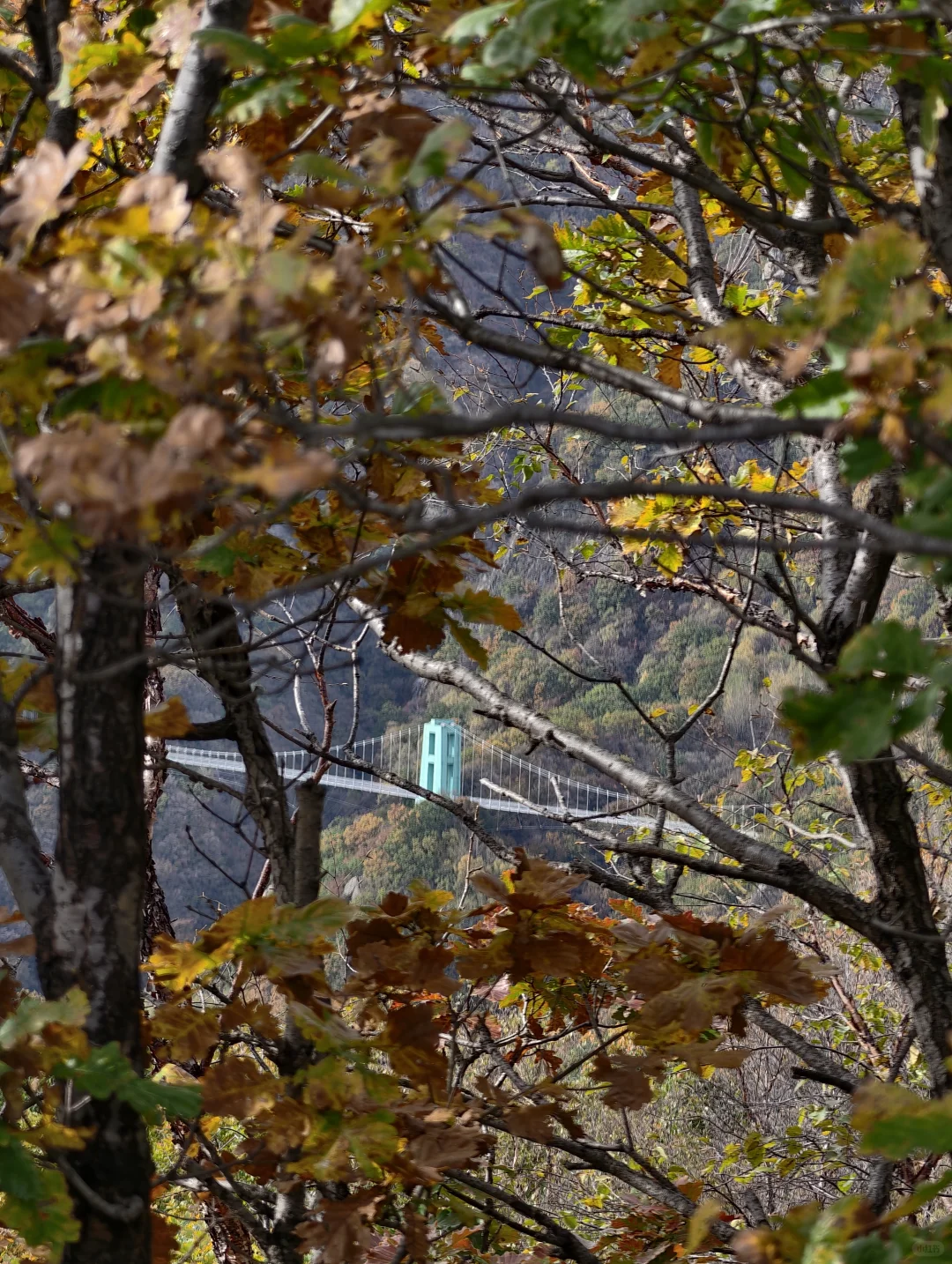 京秋必冲!北京百瑞谷藏着绝美云海与彩林,