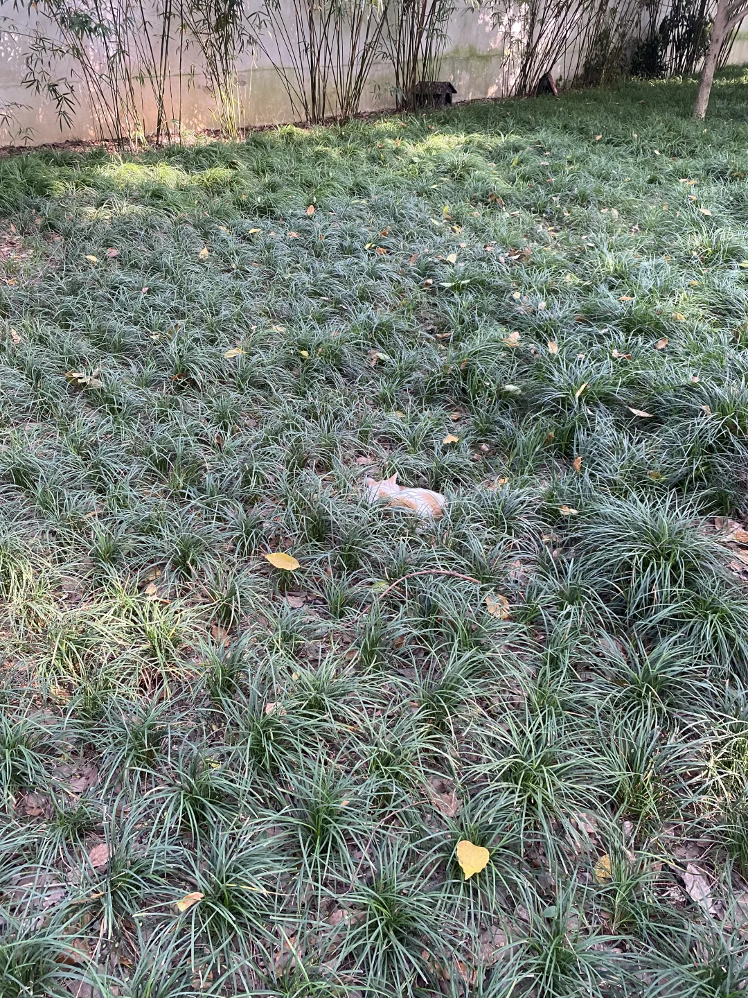 上海苏州往返一日游之放空