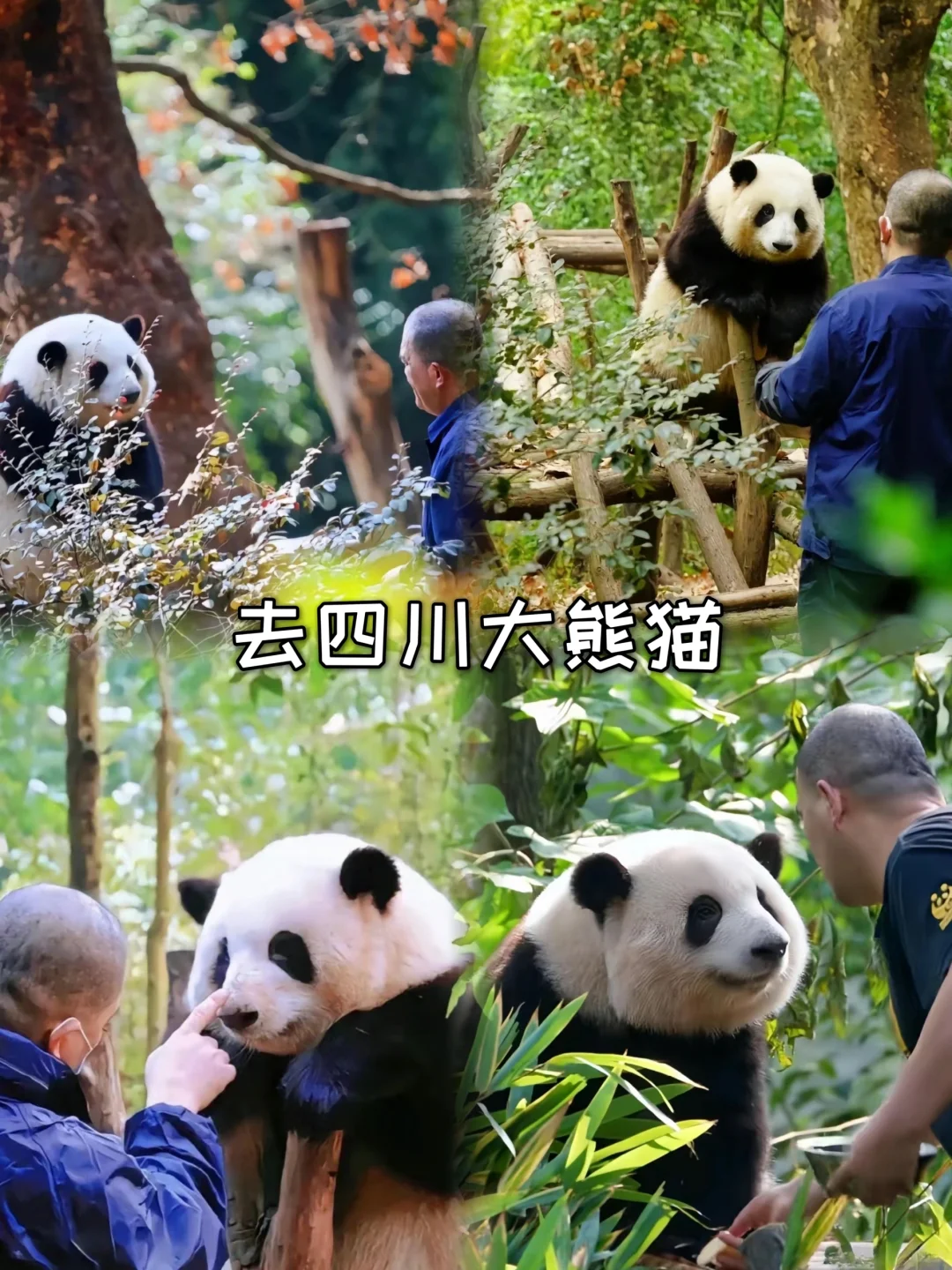 成都+九寨沟五日游❗10-11月两人1000+💃