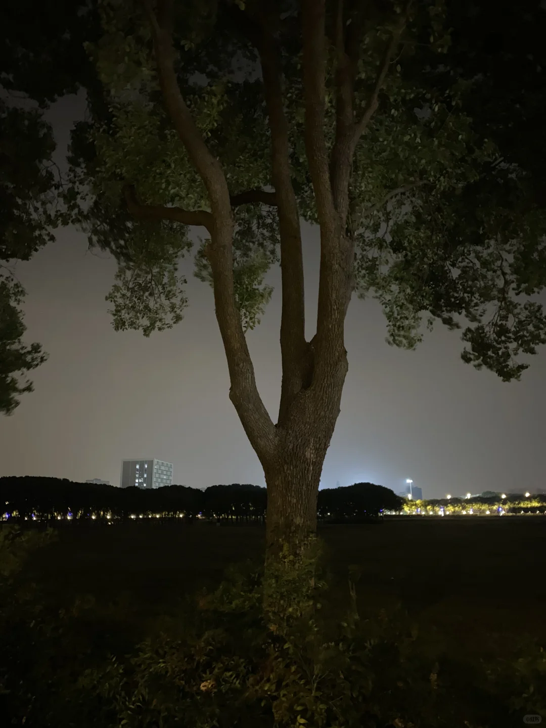 上海苏州往返一日游之放空