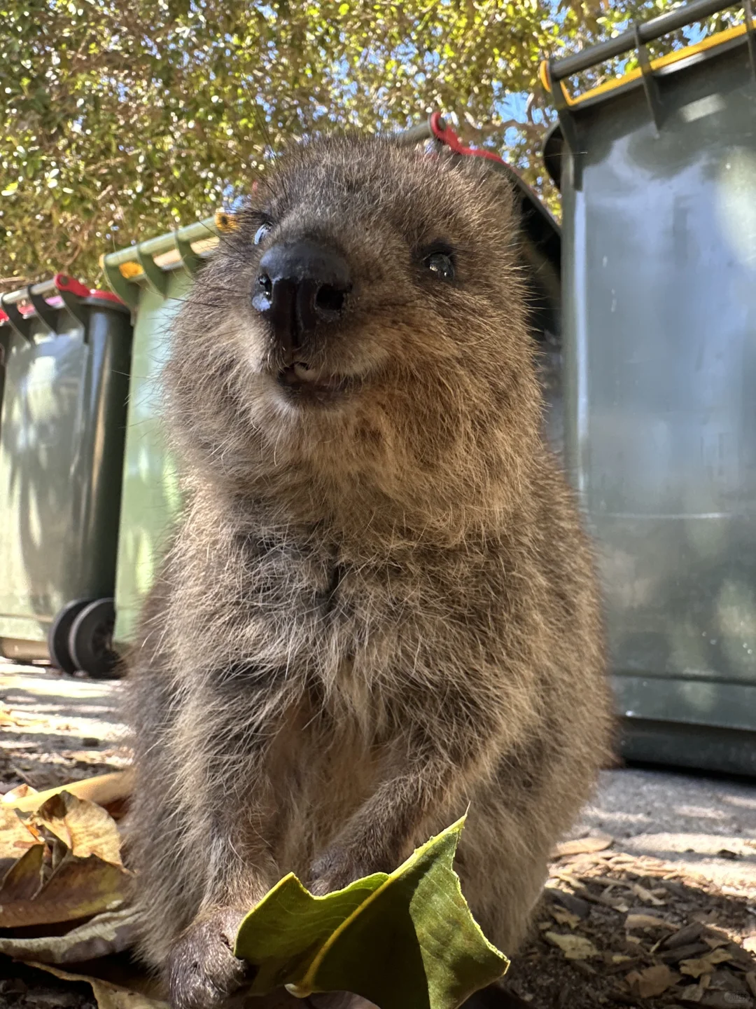 🇦🇺WA西澳自驾游攻略｜3天4夜J人狂喜