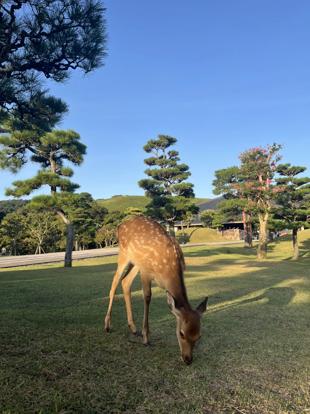 研0首次出国7天6晚一人关西之旅｜附攻略开销
