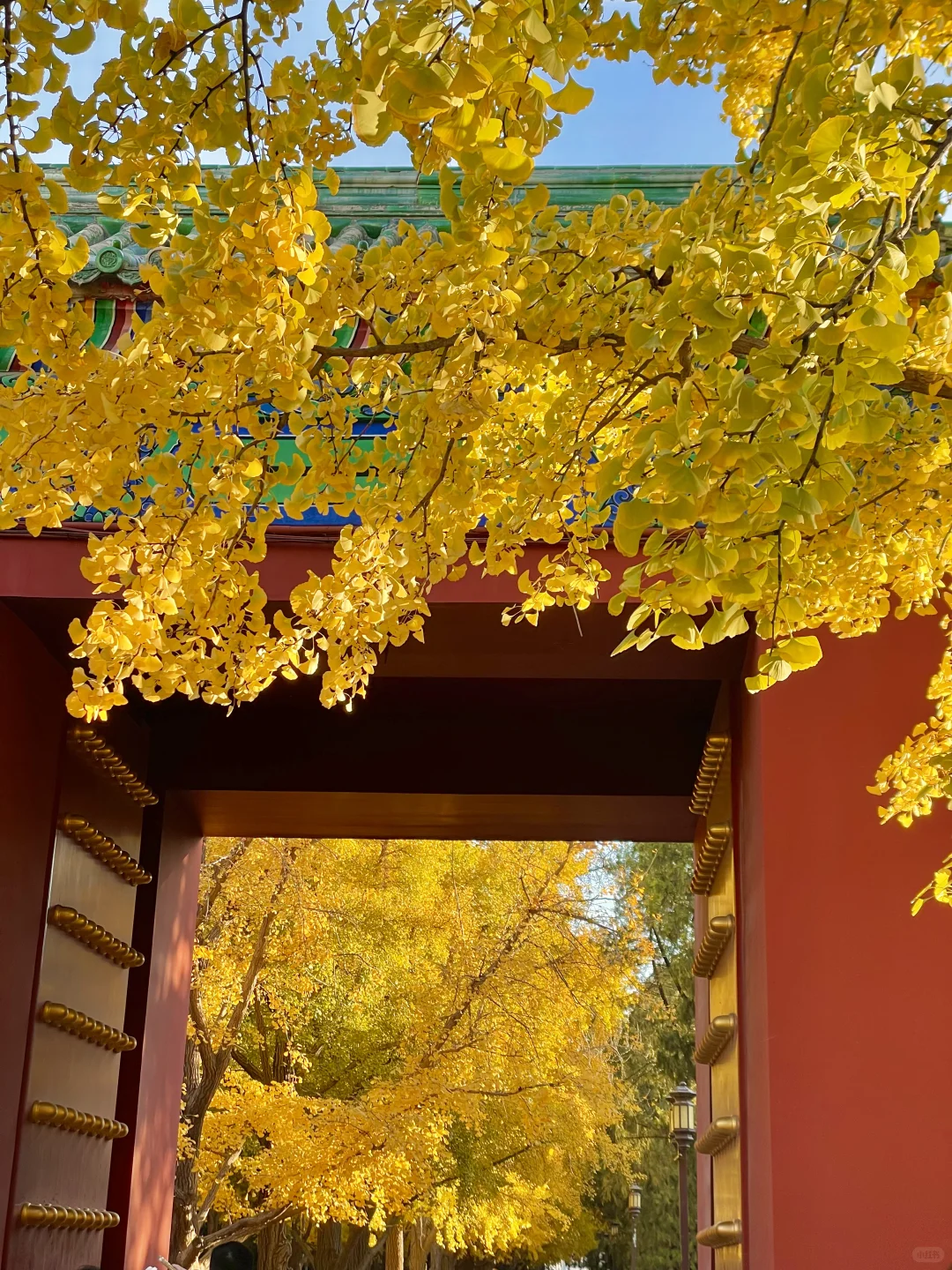 再过两周🍂北京才开始进入真正的秋天