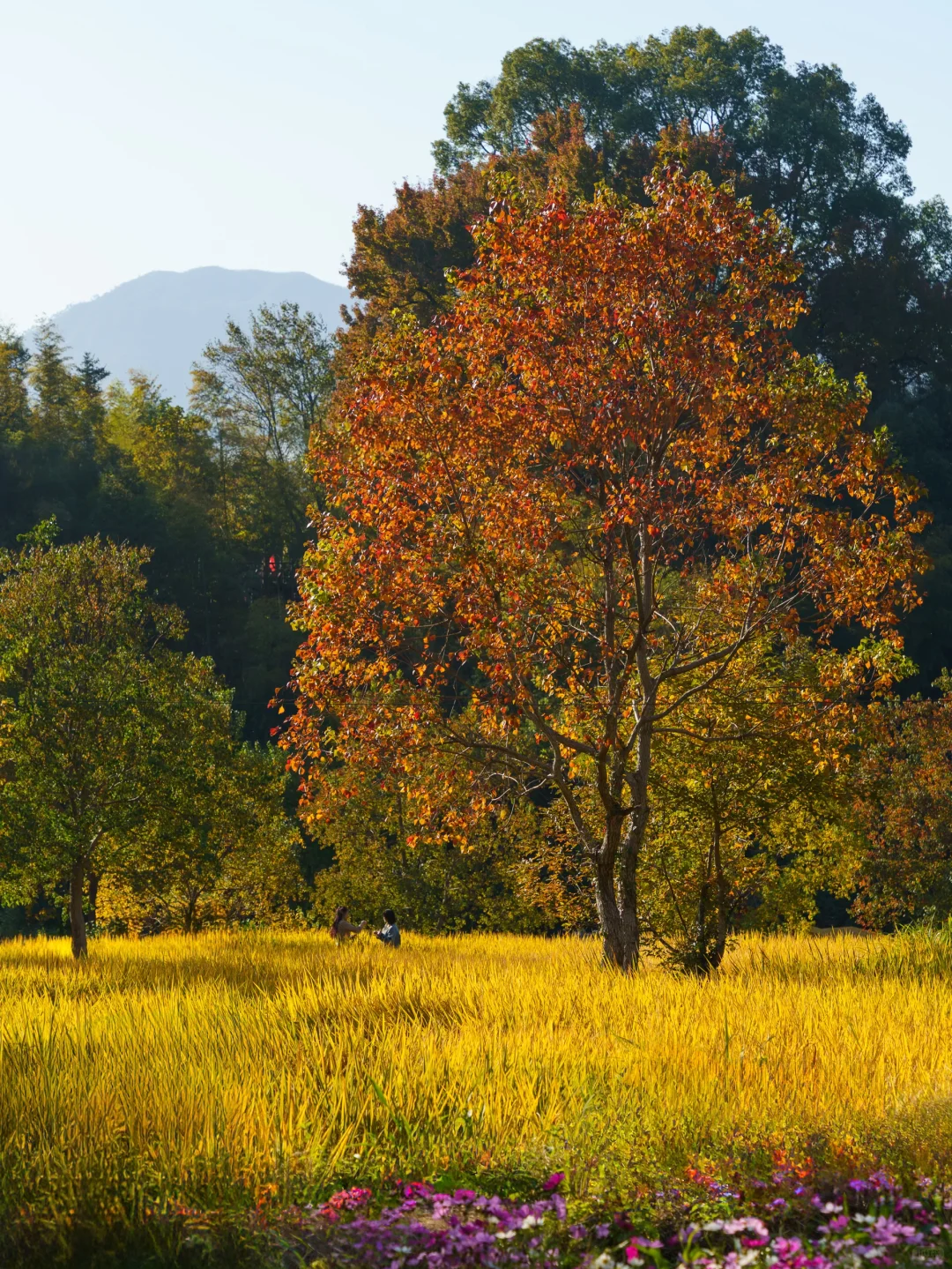 被《国家地理》评为中国最美的秋天🍂有多绝👍