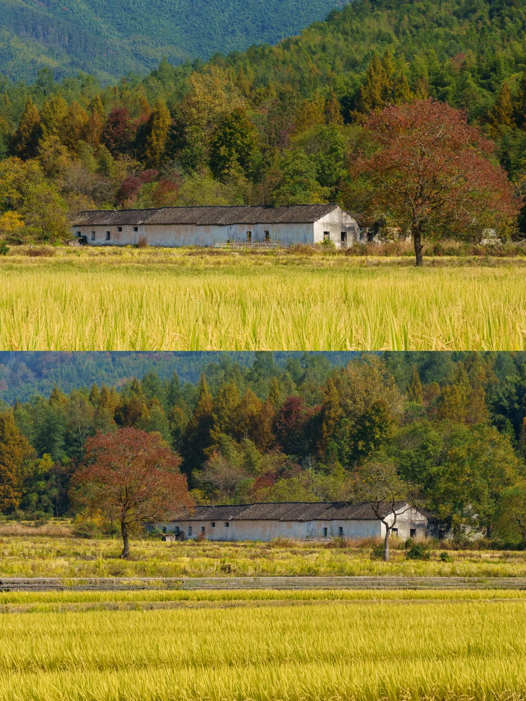 被《国家地理》评为中国最美的秋天🍂有多绝👍