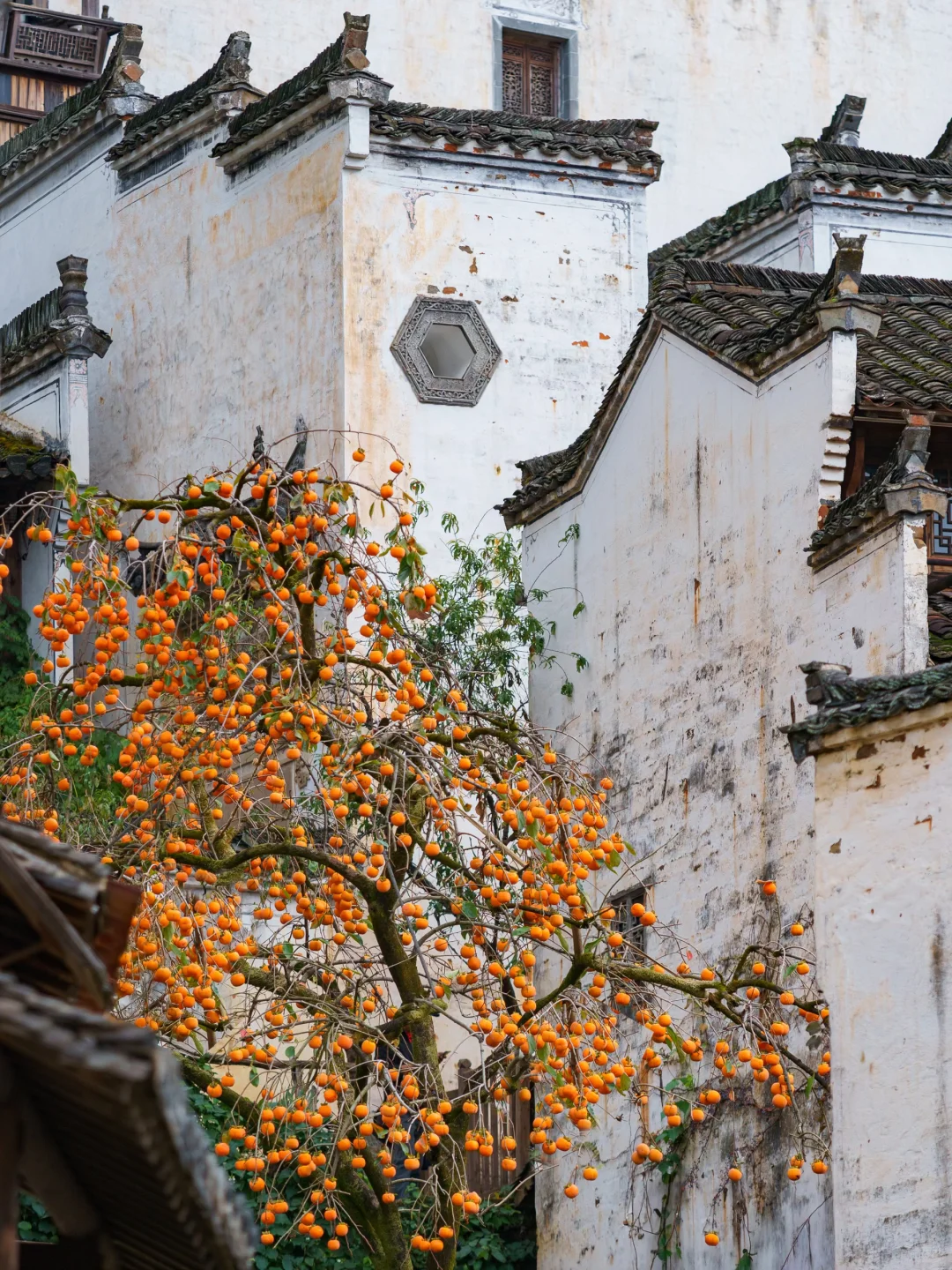 被《国家地理》评为中国最美的秋天🍂有多绝👍