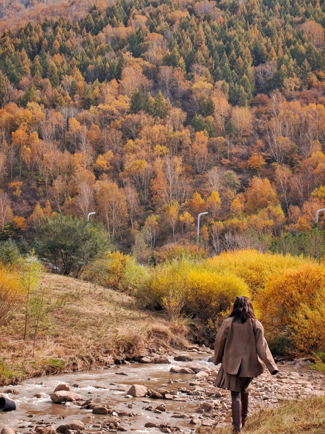 10月5日实拍，崇礼梧桐大道必冲，py圈 99+