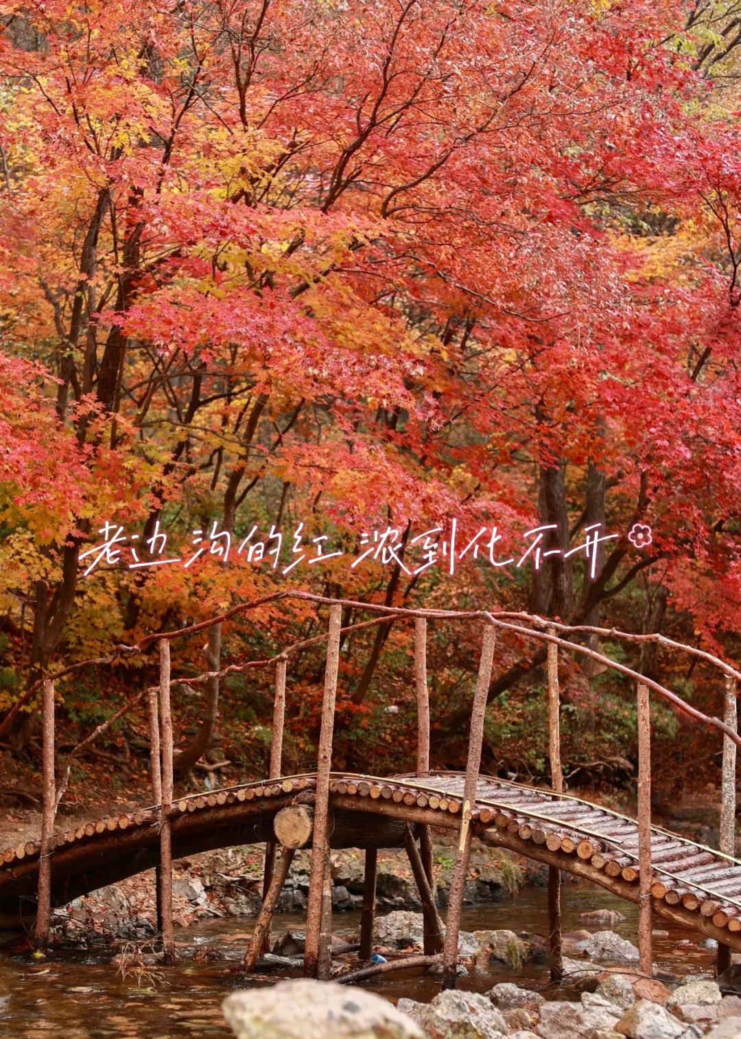 北京出发,这万山火红才是秋日绝色