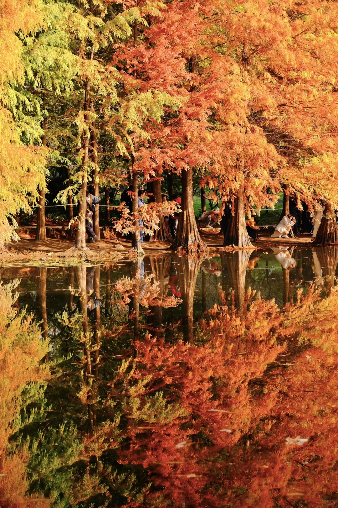 以为北京秋天够美了，直到我去了南京🍂🍂
