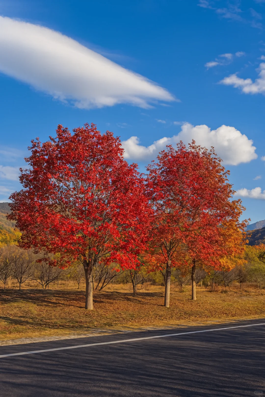 逃离人海!京郊这条“百里画廊”美成油画