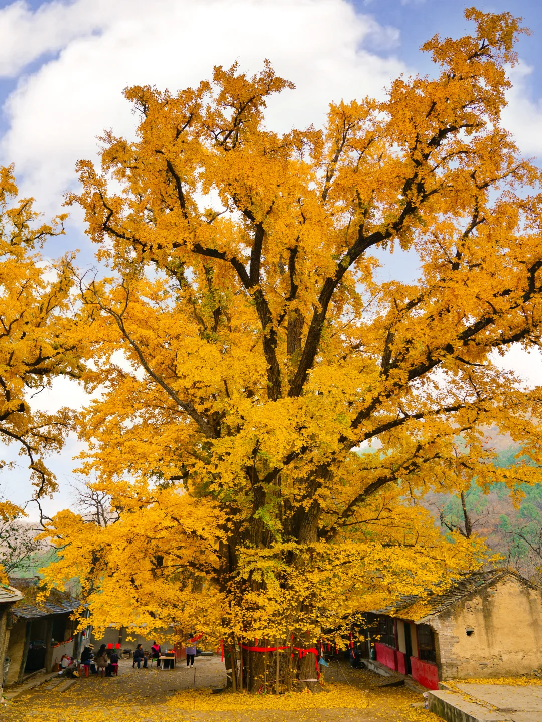 🍁一定要来北京感受一次老舍笔下的北平之秋