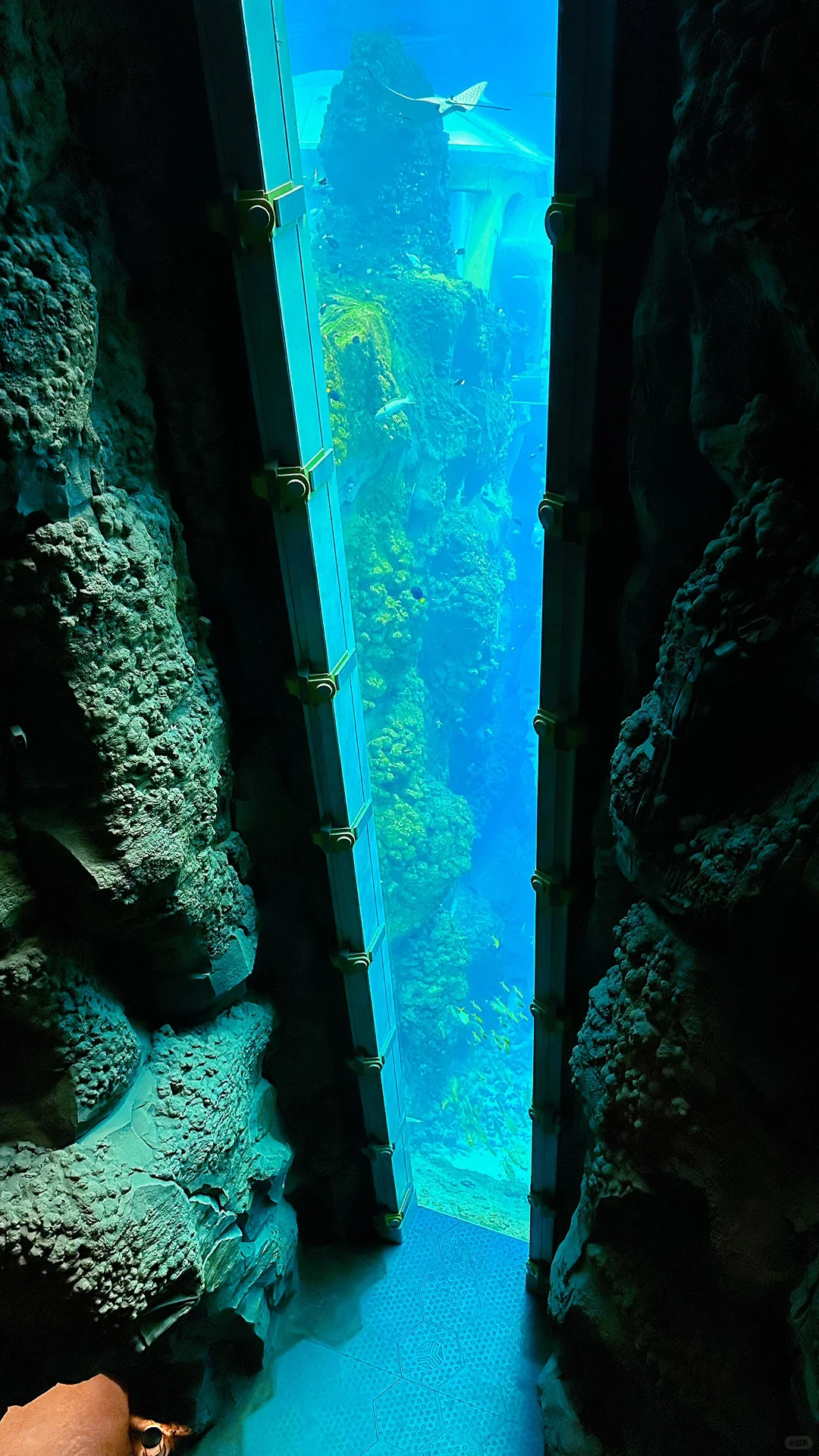 🐳 Sea World，全球最大海洋世界太震撼