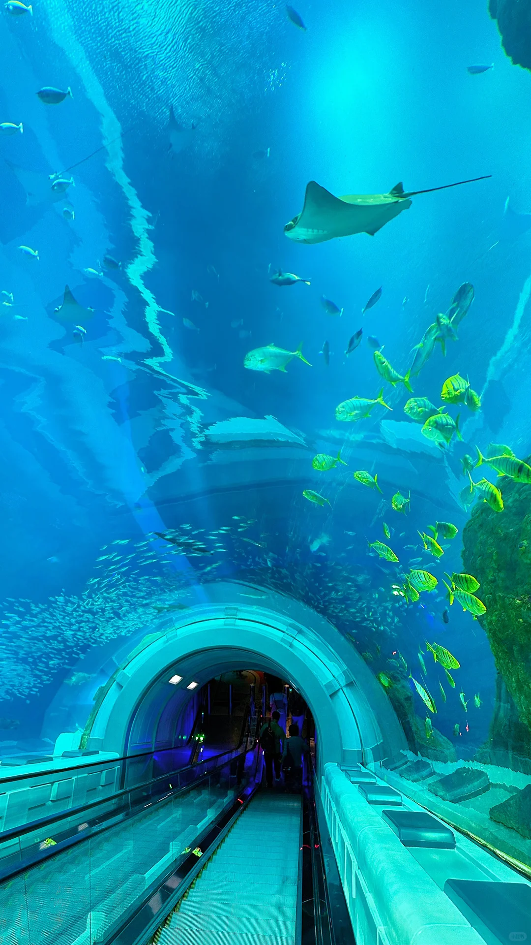 🐳 Sea World，全球最大海洋世界太震撼