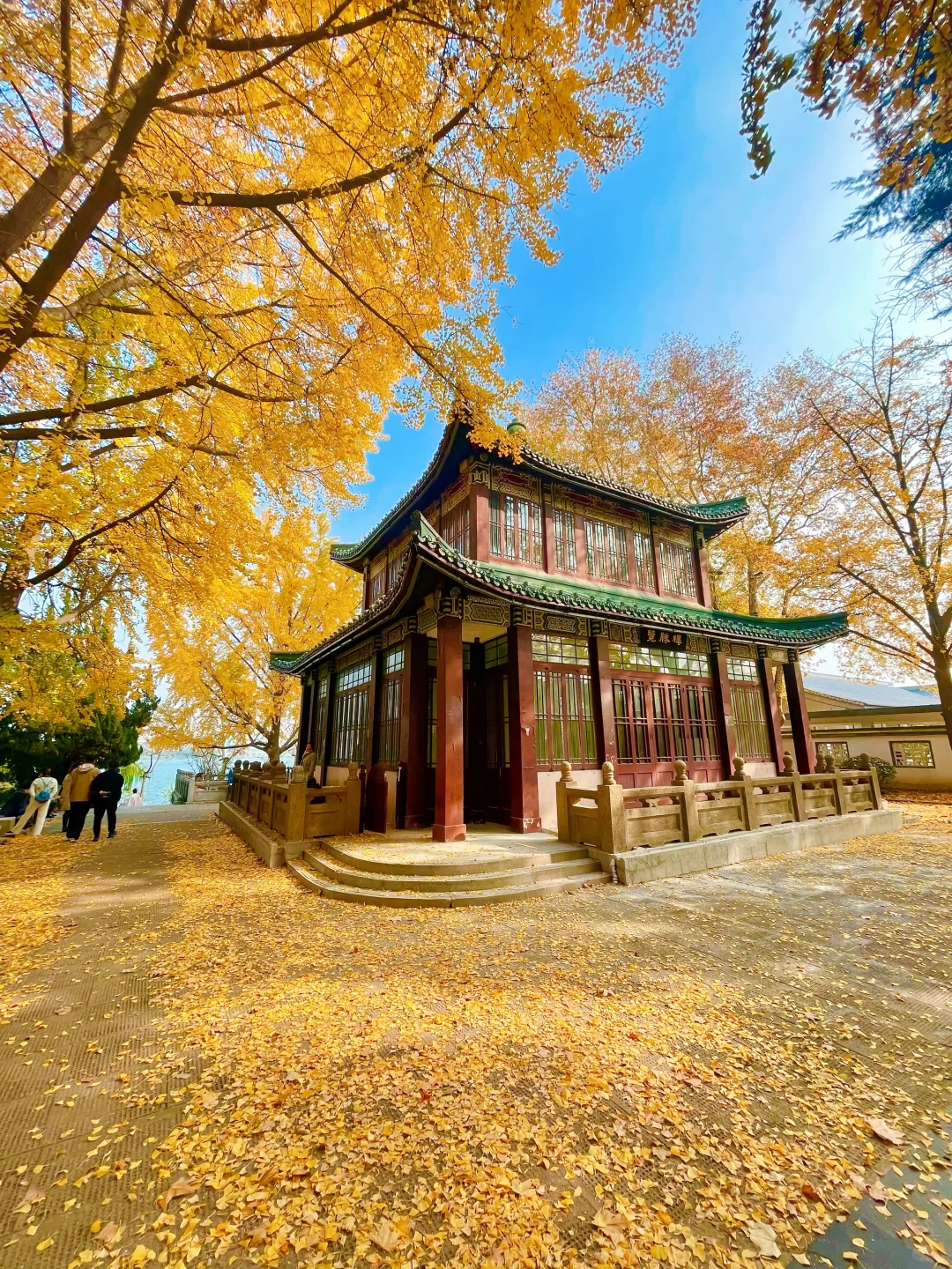 接下来的南京，堪称国内赏秋天花板🍁（免费）