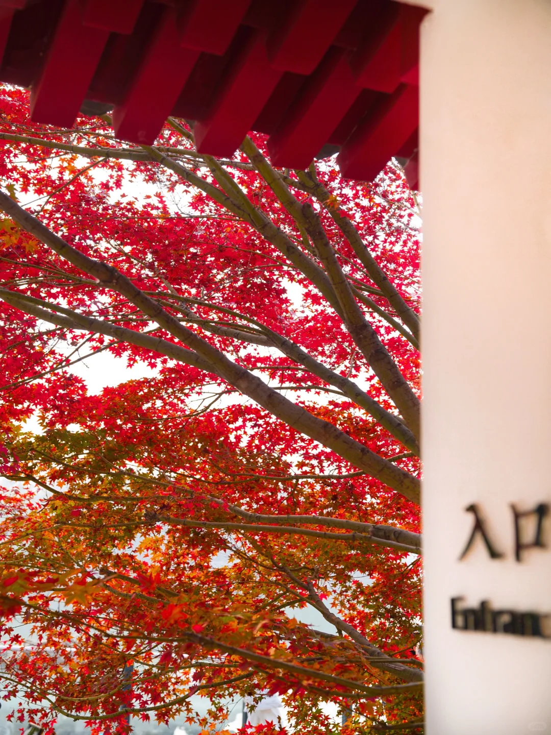 🍁一定要来北京感受一次老舍笔下的北平之秋