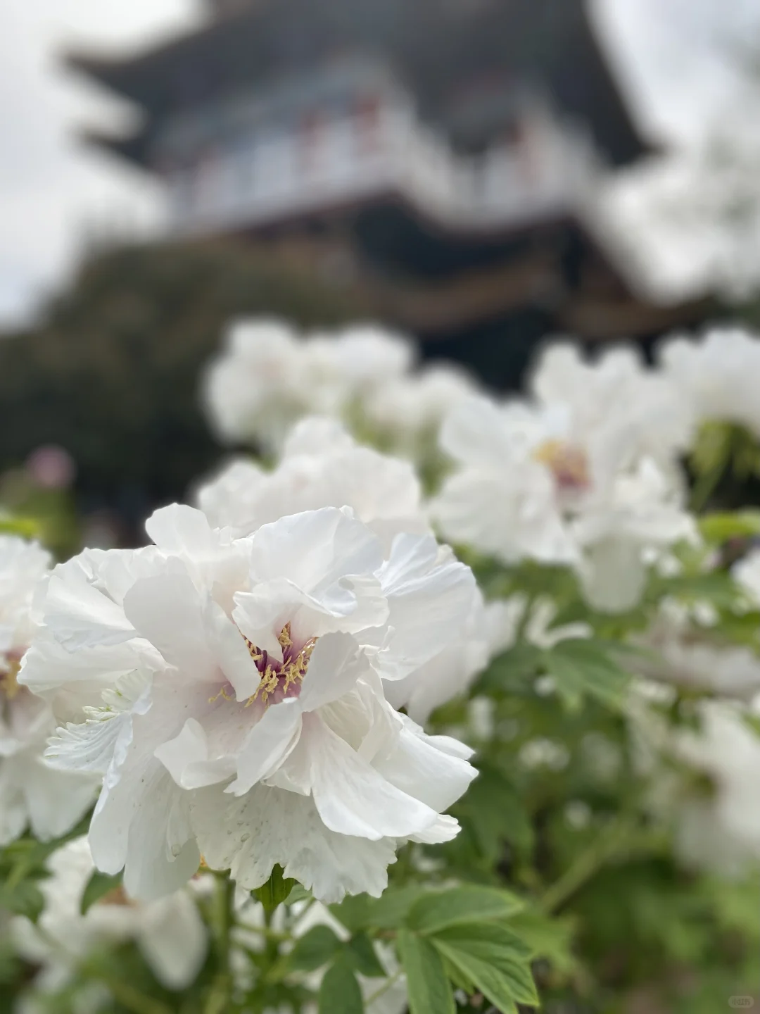 去中原住51天｜两人一狗的三国美食慢游记