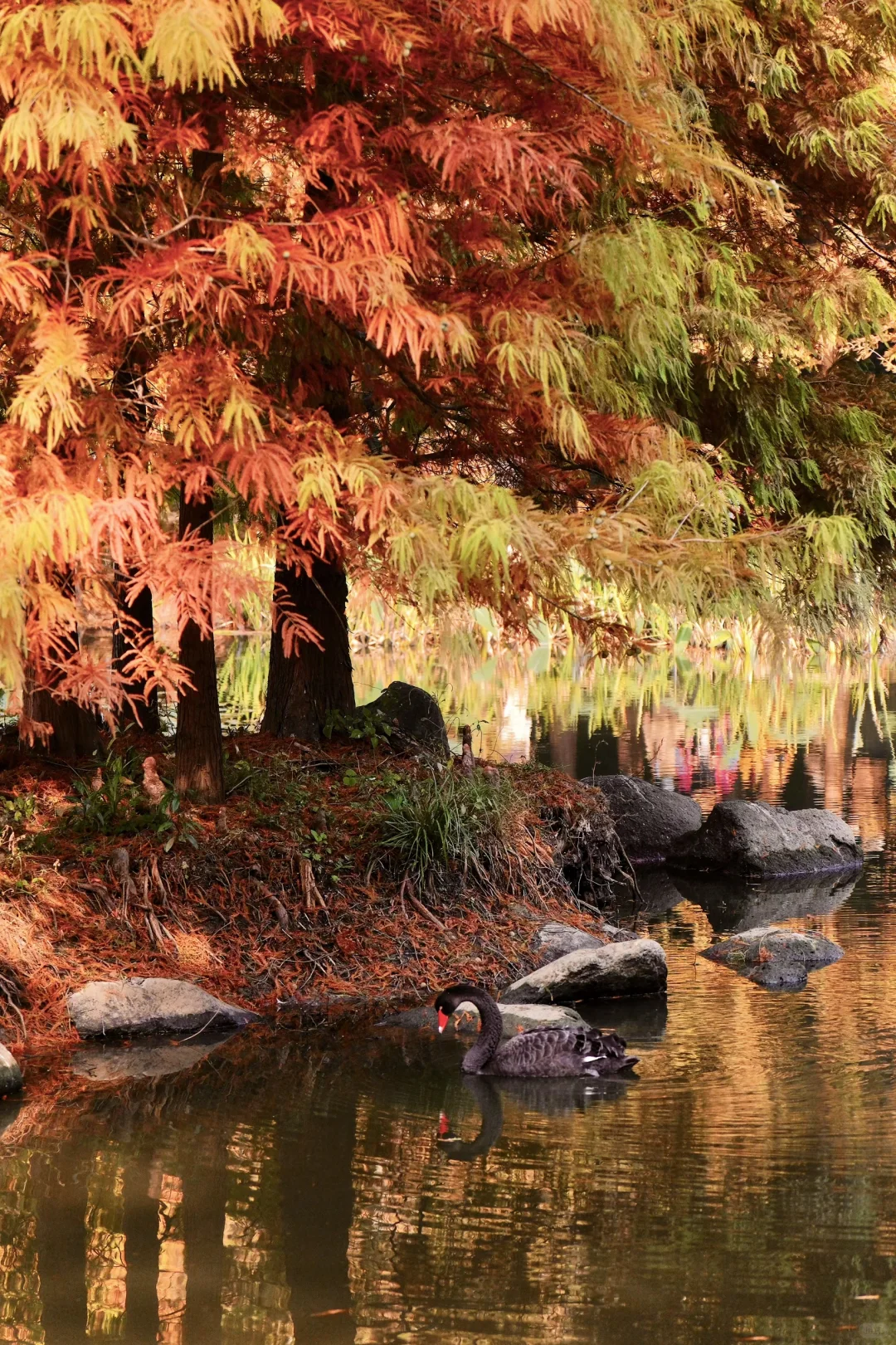 以为北京秋天够美了，直到我去了南京🍂🍂