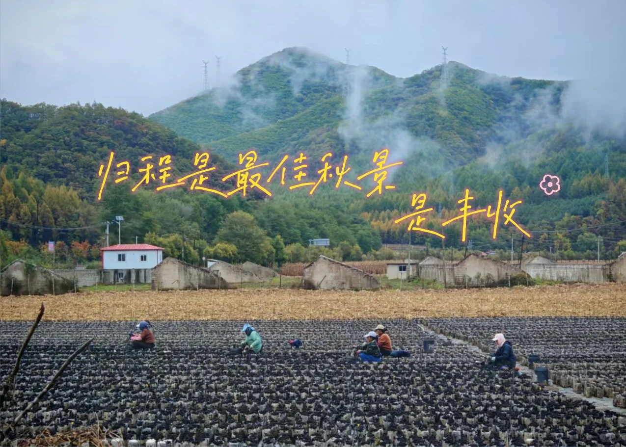 北京出发,这万山火红才是秋日绝色