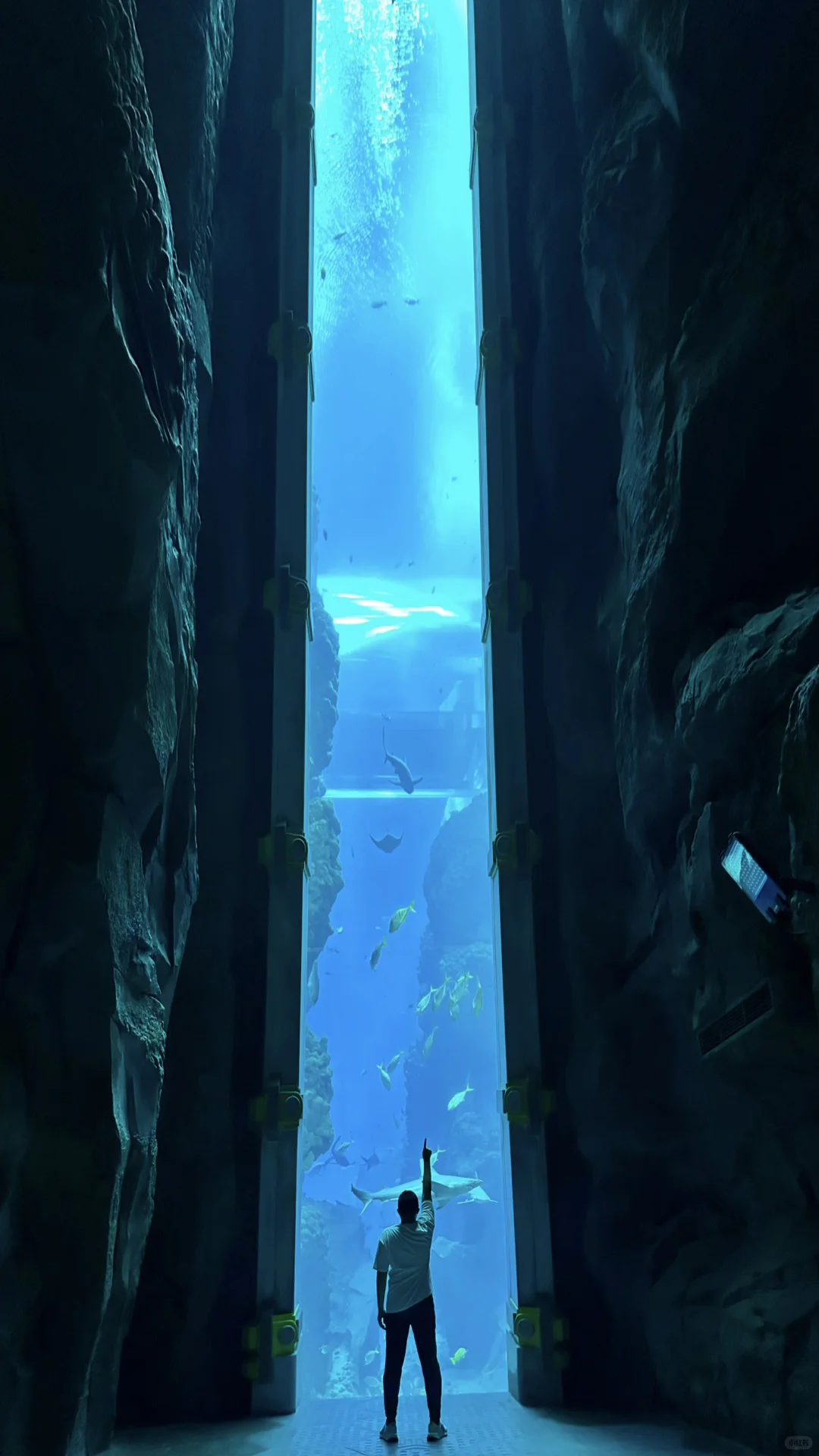 🐳 Sea World，全球最大海洋世界太震撼