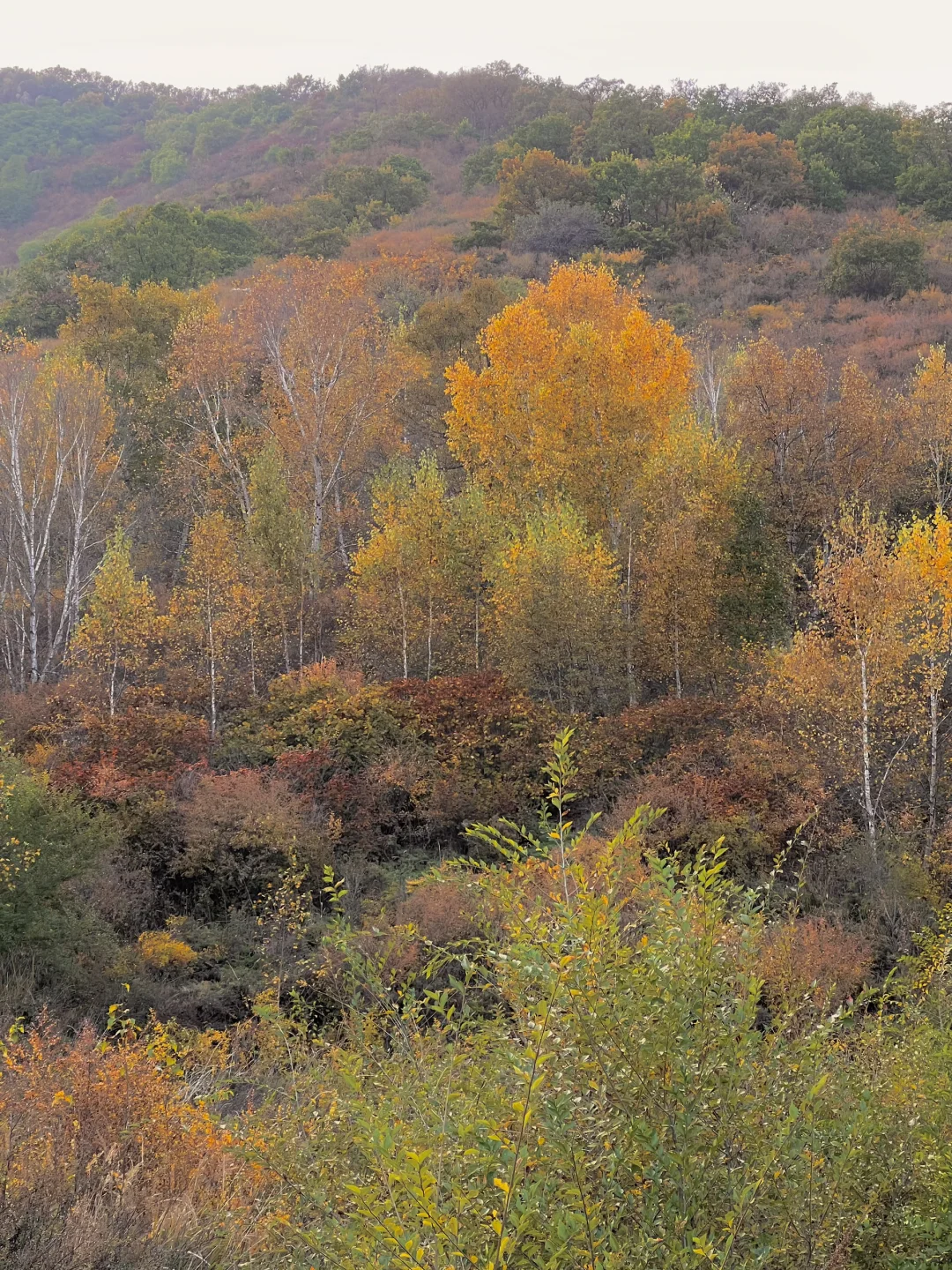 这么近那么美！！河北才叫美！！