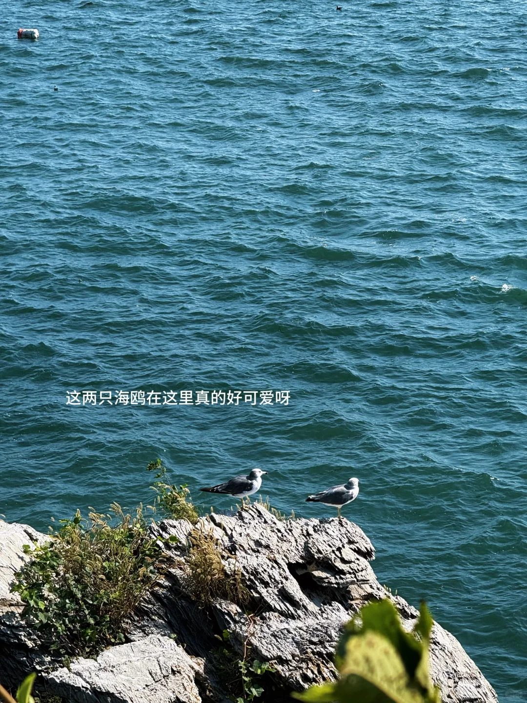 :🌊在大连 淡人48h旅游攻略(附详细路线时间