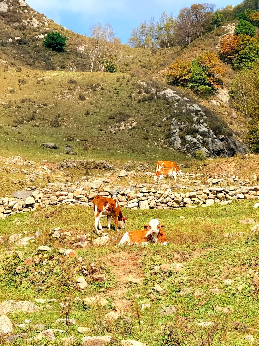 10.2石家庄阿勒泰杀疯了