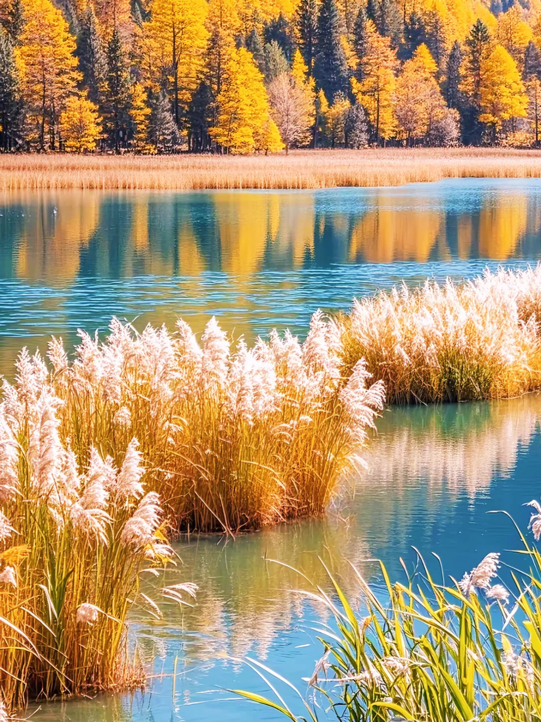 接下来的九寨沟,彩林进入封神期!一年仅30天