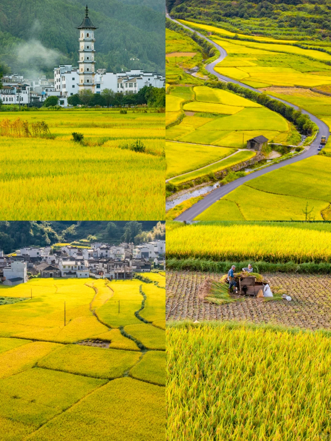 官宣❗️婺源2025赏秋攻略出炉｜时间表