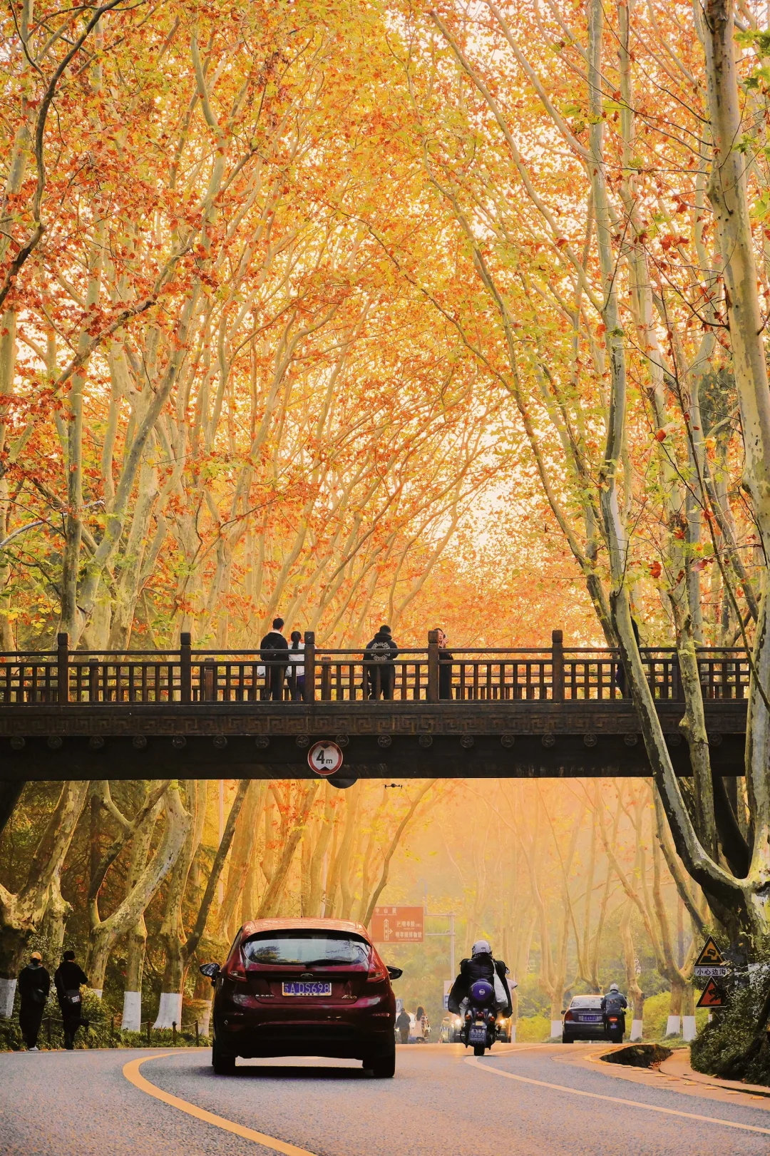 以为北京秋天够美了，直到我去了南京🍂🍂