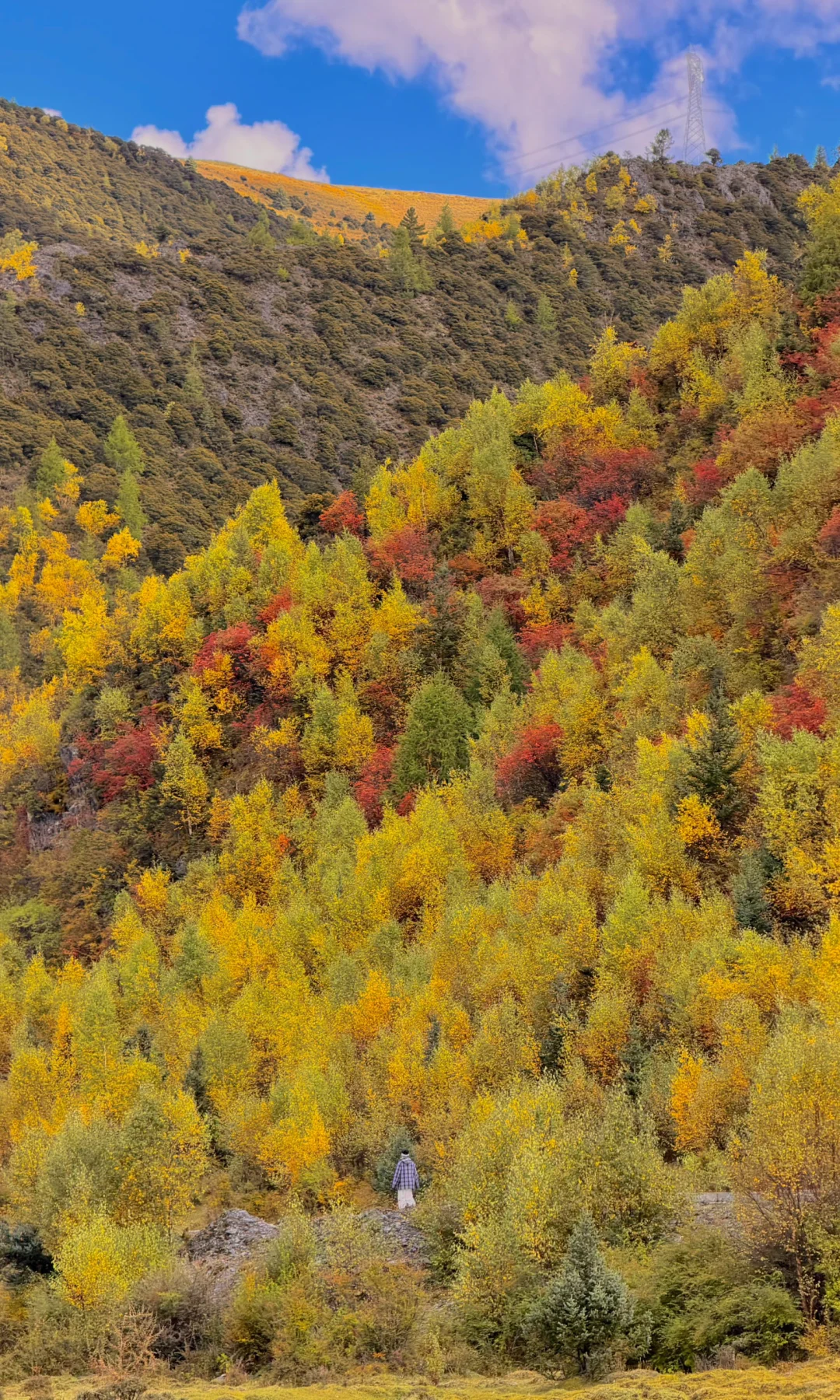 10.8川西实况，油画彩林🖼️杀疯了！！！！！！！！！