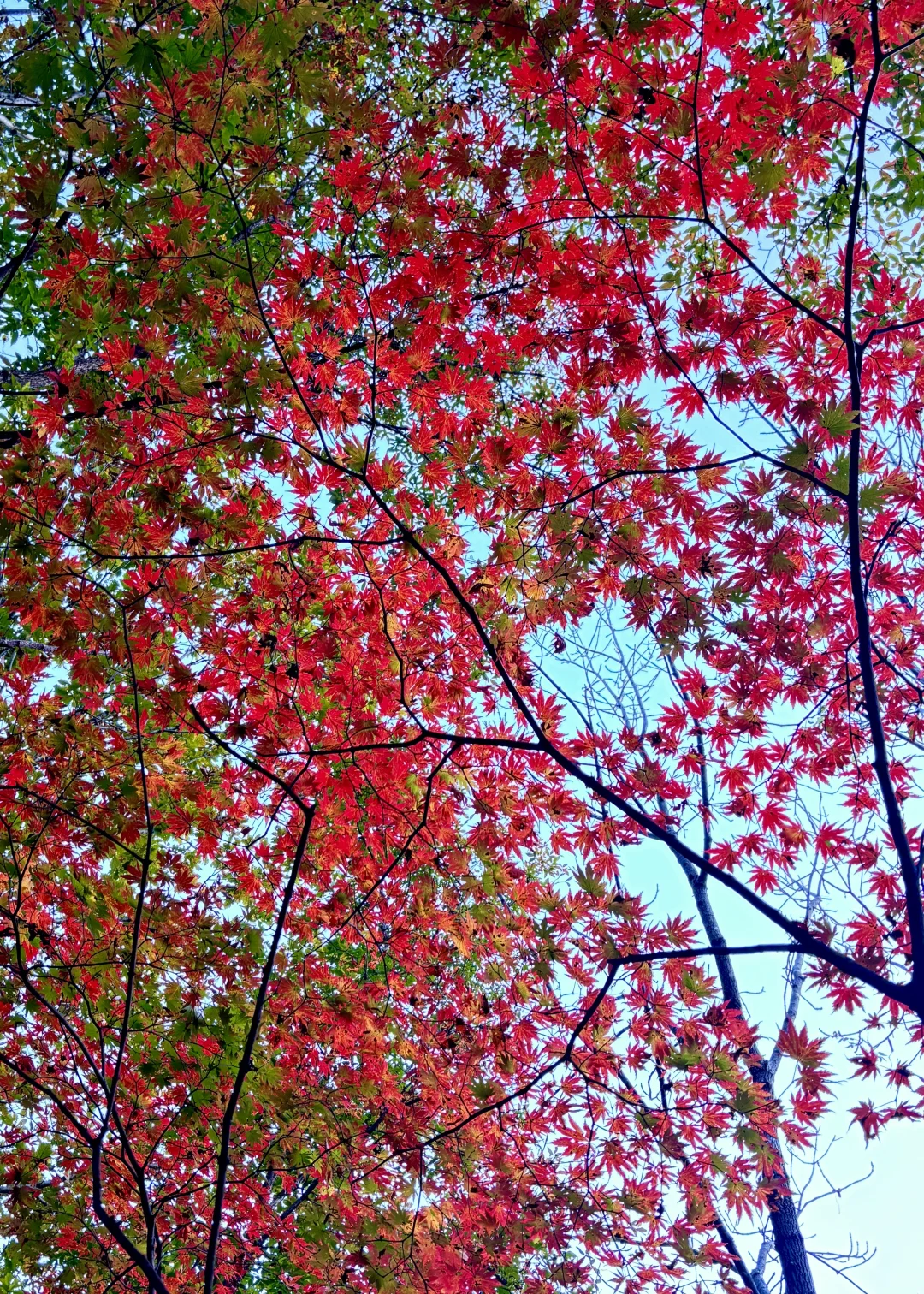 北京出发,这万山火红才是秋日绝色