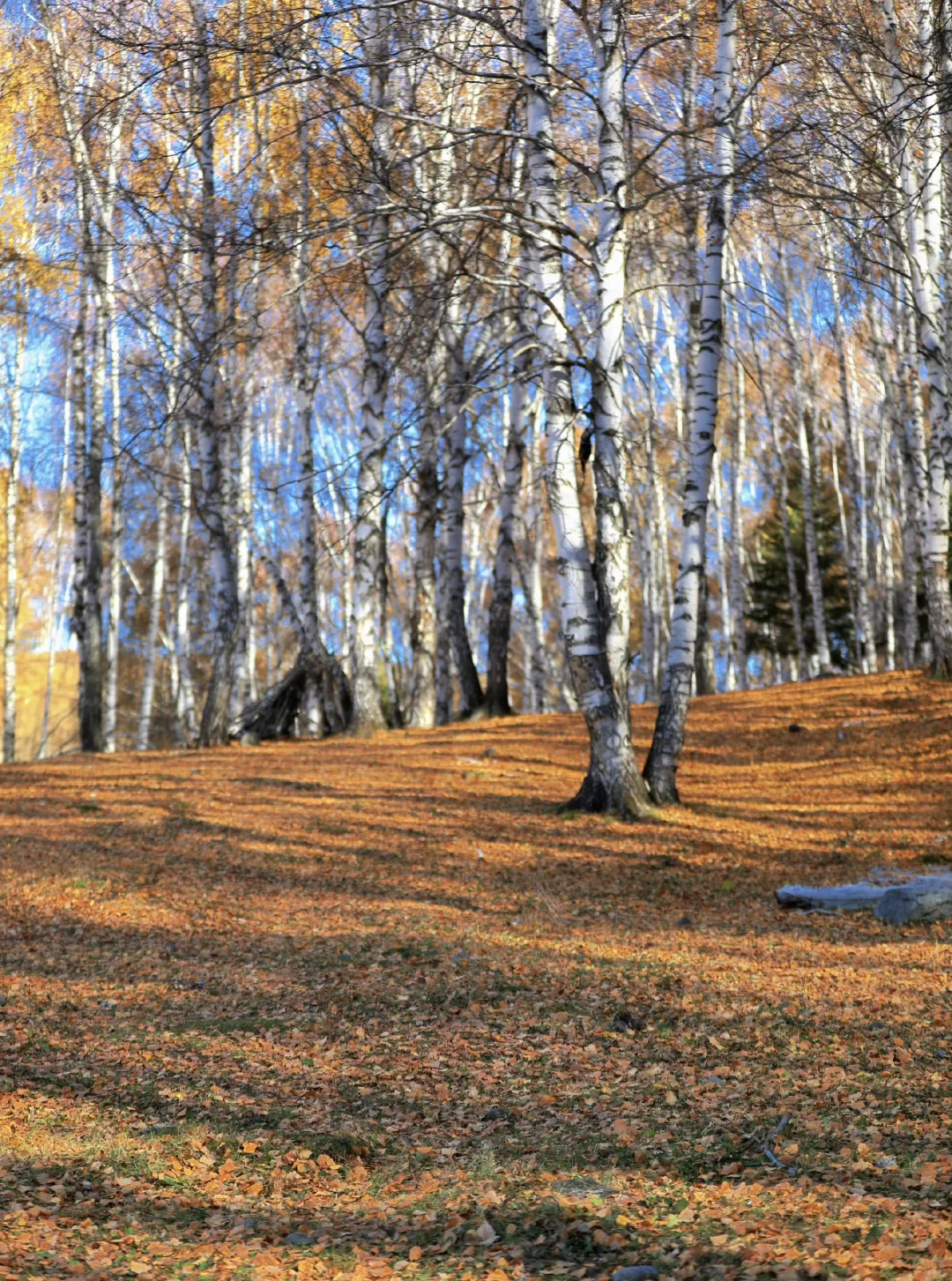 我的阿勒泰，如画般的禾木村🖼️