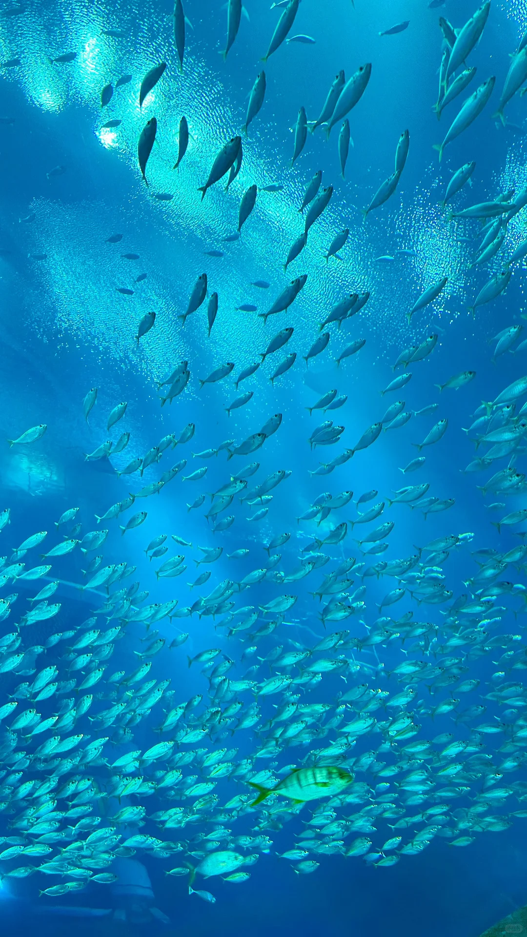 🐳 Sea World，全球最大海洋世界太震撼