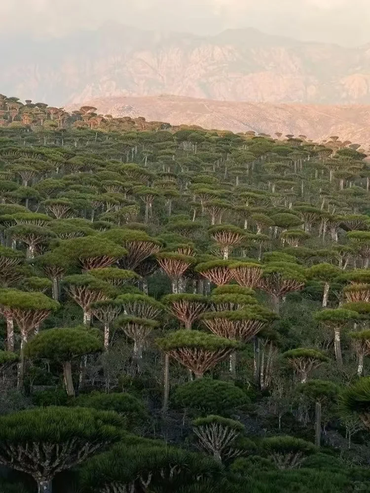 索科特拉群岛：地球上的外星世界