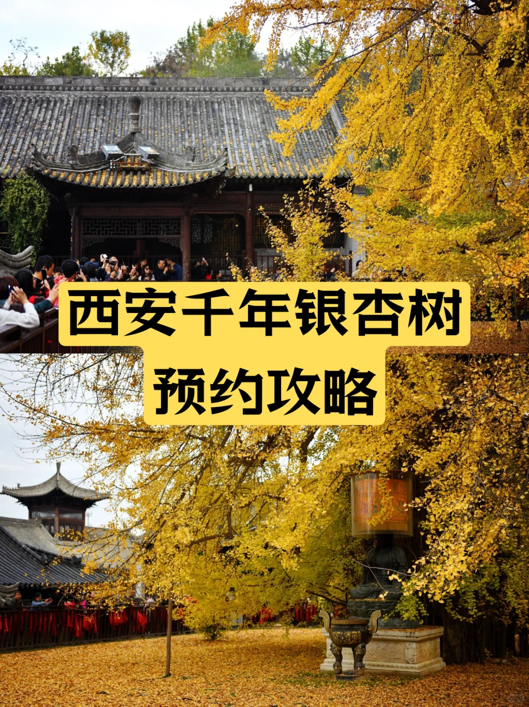 西安千年顶流银杏树📸李世民手植银杏黄了
