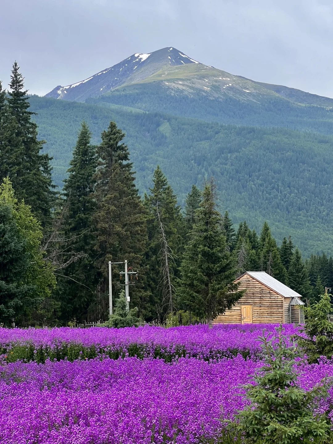 我的阿勒泰，如画般的禾木村🖼️